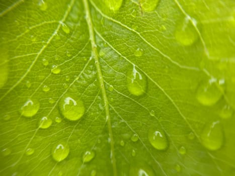 Close-up of vibrant green plant leaves covered with raindrops after a fresh rainfall. Natural texture, moisture, and lush foliage create a serene atmosphere.