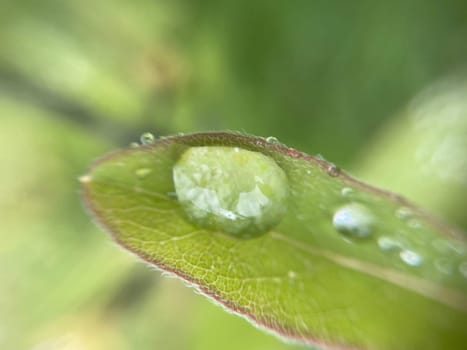 Close-up of vibrant green plant leaves covered with raindrops after a fresh rainfall. Natural texture, moisture, and lush foliage create a serene atmosphere.
