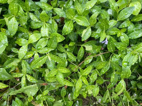 Close-up of vibrant green plant leaves covered with raindrops after a fresh rainfall. Natural texture, moisture, and lush foliage create a serene atmosphere.