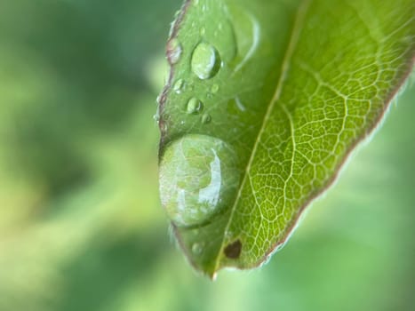 Close-up of vibrant green plant leaves covered with raindrops after a fresh rainfall. Natural texture, moisture, and lush foliage create a serene atmosphere.