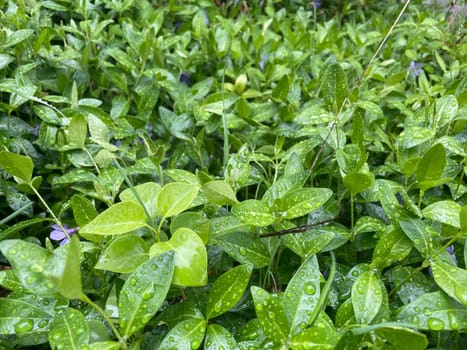 Close-up of vibrant green plant leaves covered with raindrops after a fresh rainfall. Natural texture, moisture, and lush foliage create a serene atmosphere.