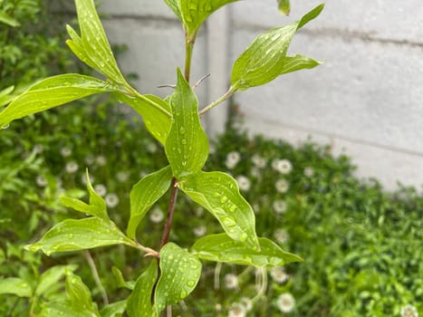 Close-up of vibrant green plant leaves covered with raindrops after a fresh rainfall. Natural texture, moisture, and lush foliage create a serene atmosphere.