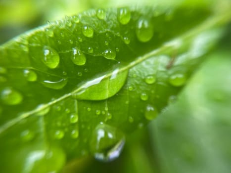 Close-up of vibrant green plant leaves covered with raindrops after a fresh rainfall. Natural texture, moisture, and lush foliage create a serene atmosphere.