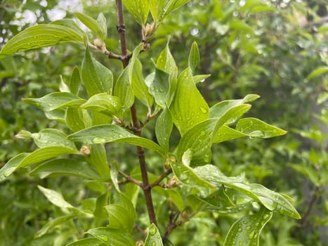 Close-up of vibrant green plant leaves covered with raindrops after a fresh rainfall. Natural texture, moisture, and lush foliage create a serene atmosphere.