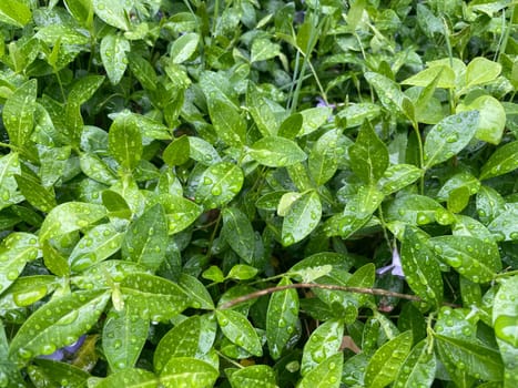 Close-up of vibrant green plant leaves covered with raindrops after a fresh rainfall. Natural texture, moisture, and lush foliage create a serene atmosphere.