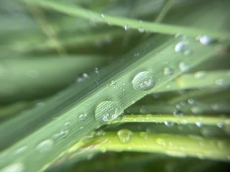 Close-up of vibrant green plant leaves covered with raindrops after a fresh rainfall. Natural texture, moisture, and lush foliage create a serene atmosphere.