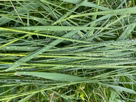 Close-up of vibrant green plant leaves covered with raindrops after a fresh rainfall. Natural texture, moisture, and lush foliage create a serene atmosphere.