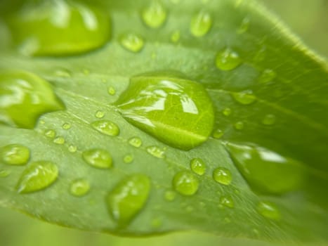 Close-up of vibrant green plant leaves covered with raindrops after a fresh rainfall. Natural texture, moisture, and lush foliage create a serene atmosphere.