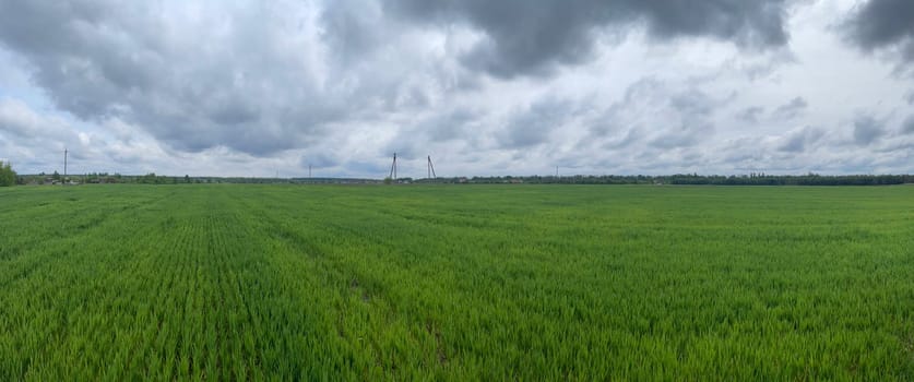 Wide green grass field stretching into the distance under a clear blue sky.
