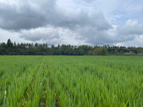 Wide green grass field stretching into the distance under a clear blue sky.