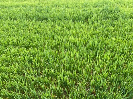 Wide green grass field stretching into the distance under a clear blue sky.