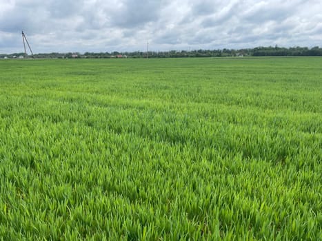 Wide green grass field stretching into the distance under a clear blue sky.