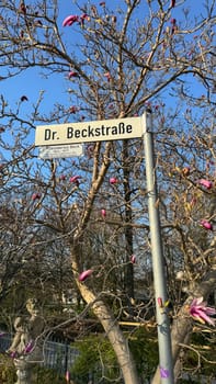 Bad Aibling, Germany - April 24, 2025: Dr. Beckstrae street sign surrounded by blooming magnolia tree branches in a peaceful urban environment