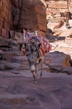 Single donkey or mules walks down staircase on trail to Ad Deir or the Monastery from Petra which is 1.6km and 800 steps