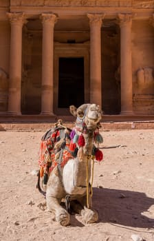 Camel sitting in front of carved facade of the Treasury building or Al-Khazneh in the ancient city of Petra