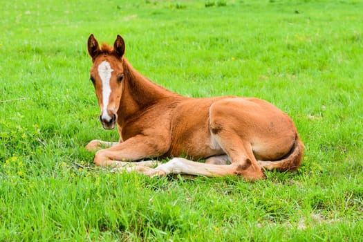 Foal lies alone on green grass and looks at camera. Peaceful spring moment in the countryside with young horse resting in rural field.