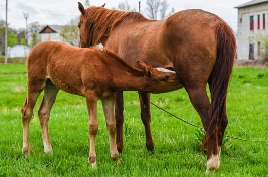 Foal drinks milk from mare in a rural field. A quiet moment of animal bonding on a green pasture in spring, no sky visible in background