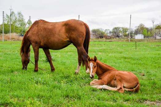 Foal lies on grass and looks at camera while mare grazes nearby. Calm rural spring scene showing bond and peaceful life on the farm.