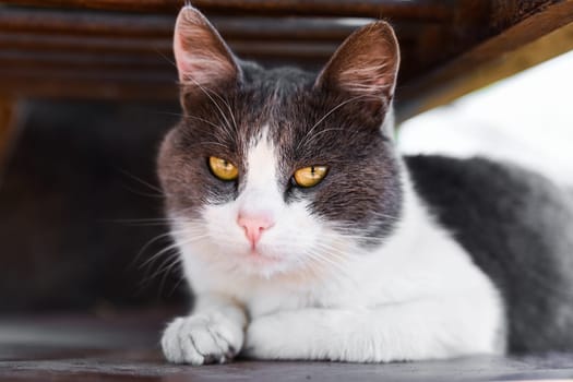 Close-up of a gray and white cat with yellow eyes lying under a bench. Calm and curious expression, soft natural light