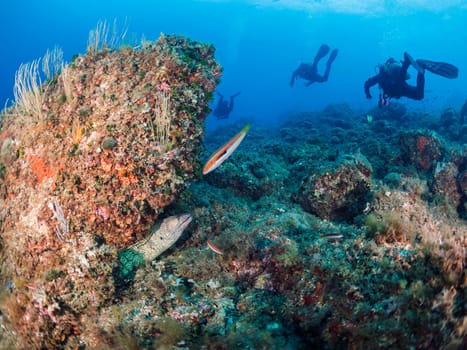 moray fish observes from its hiding place a group of three divers who dive along the bottom of the sea, concept of underwater wildlife and recreational scuba diving