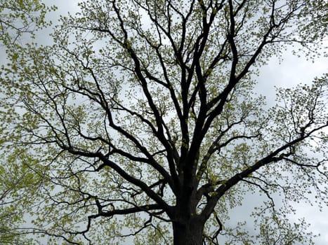 Majestic tree with spreading branches reaching into the sky, captured from a low angle to emphasize natural symmetry, organic form and detailed structure against a cloudy backdrop