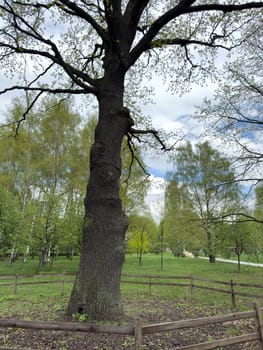 Moscow, Russia, April 25, 2025: The mighty Leonovsky Oak in Garden of the Future park stands as a symbol of resilience and time, protected as a living natural monument