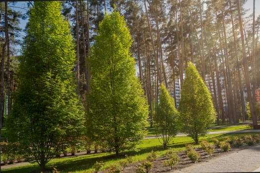 Alleys of various trees in a city park on a clear day. Various trees grow in the public space. Pine trunks, young trees and rose seedlings. The sun's rays illuminate the trees
