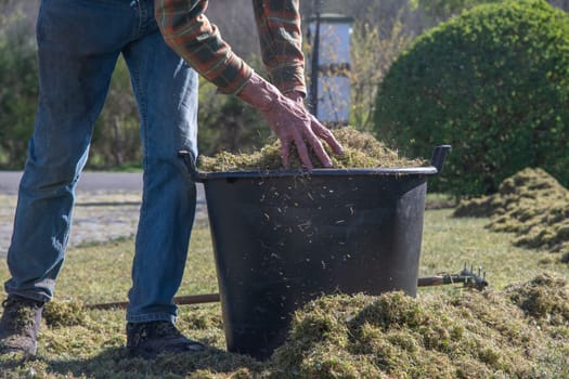 Gardener collects moss pulled from lawn with scarifier into black plastic bucket on bright sunny day while tending to the lawn,