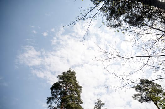 Diversity of tree crowns in a spring forest against a blue sky with thick clouds. View from below of trees, green crowns of pines.