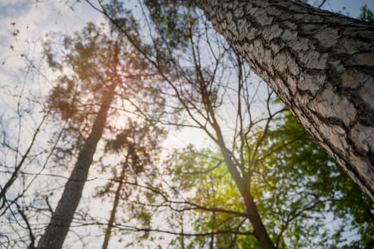 Sunny forest canopy with tall trees. Thick tree trunks go up, against the background of clouds. Sunlit Forest Canopy with Tall Trees. High quality photo