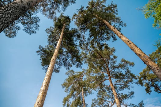 Pine trees view from below wide angle. Pine trees against clear blue sky. High quality photo