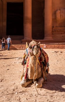 Camel sitting in front of carved facade of the Treasury building or Al-Khazneh in the ancient city of Petra