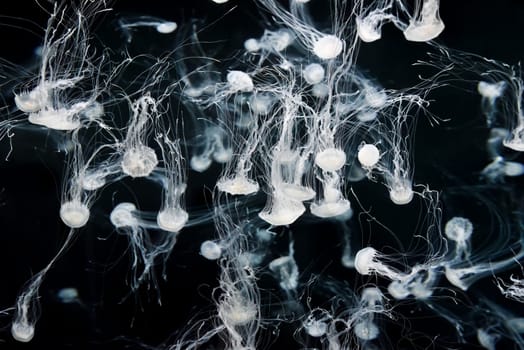 In a dimly lit tank, Japanese sea nettles Chrysaora pacifica glide with fluid motion amid ambient light, their delicate tentacles forming a mesmerizing display against a mysterious background