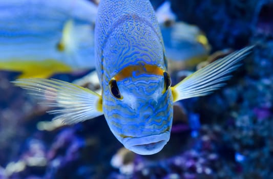 Single sailfin snapper with blue lines and bright yellow fins gliding through a tropical coral reef tank