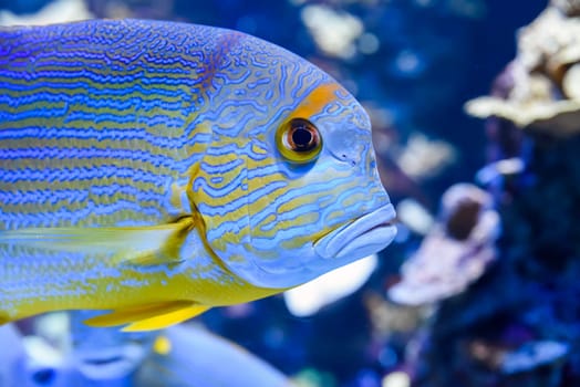 Close-up of a brightly colored sailfin snapper showing sharp blue lines and fin detail in tropical reef tank