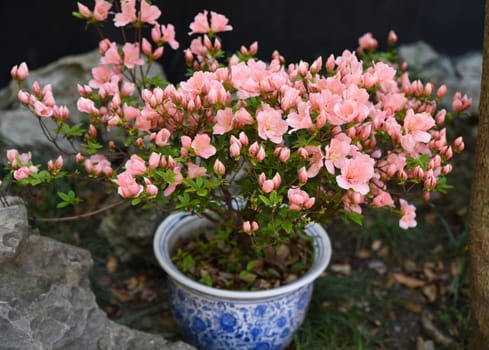 Azalea shrub with numerous pink blossoms and buds in a blue ceramic pot. Blooming rhododendron among stones in a garden.