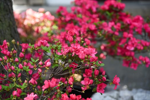 Close-up of a blooming pink Magnolia grandiflora branch in Shanghai, China. Soft natural light, delicate petals, spring floral background.