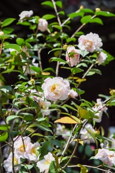 Flowering Camellia japonica bush in Shanghai urban garden. Multiple red and pink flowers covering the evergreen shrub during winter blooming season
