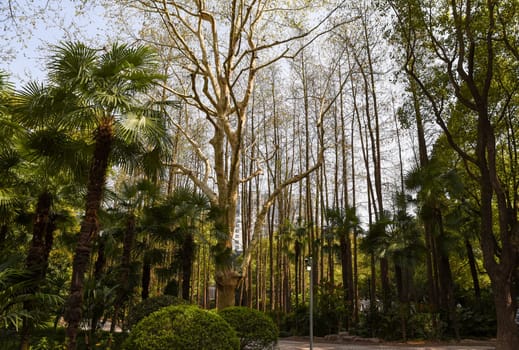 Tranquil forest area in Shanghai's People's Park with dense trees, palms, and walking paths. A peaceful blend of city and nature in spring.
