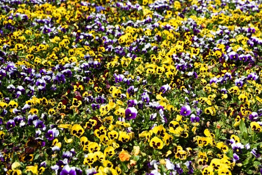 A vibrant mix of yellow and purple-white Viola tricolor (garden pansies) forms a dense floral carpet in a Shanghai flowerbed — ideal for seed packaging and gardening product designs