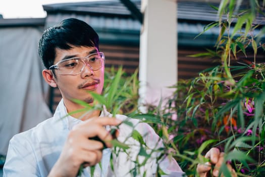 Asian man in lab coat is holding leaf of a cannabis sativa plant, doctor marijuana researcher wearing safety goggles and he is examining the plant, working in a hemp field