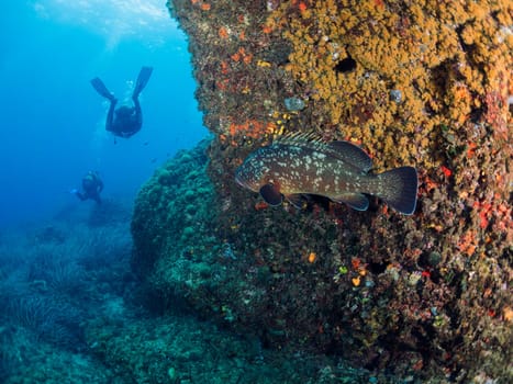 grouper fish observes behind a rock covered in coral a group of two divers diving along the bottom of the sea, concept of underwater wildlife and recreational scuba diving