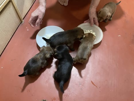 Adorable puppies gathered together while being fed, showing their excitement and cuteness during mealtime.