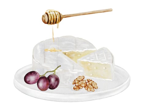 Cheese watercolor drawing. Camembert or brie picture with with grapes, nuts and honey. Hand drawn illustration of dairy cream product of French cuisine. Clip art of food on white background. Ideal for packaging of farm organic product or restaurant menu design. High quality illustration