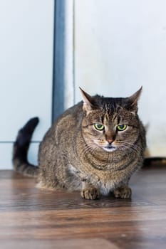 A charming, curious tabby cat with stunningly mesmerizing green eyes is beautifully sitting on a wooden floor
