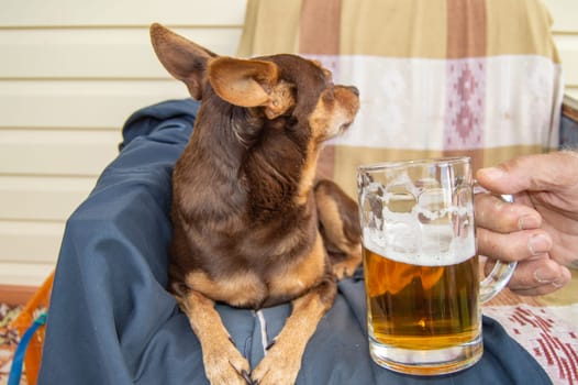 Dwarf pinscher dog, turned away from the beer glass, selective trick.