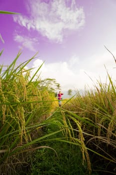 Indonesian women dancing pose between the rice field with purple sky in the background during the daylight