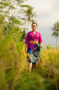 Balinese woman in a purple dress standing between the green rice field in the daylight
