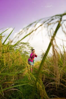 The yellowish rice field at the farm with the woman in a purple dress in it standing while visiting the rice field farm in the afternoon