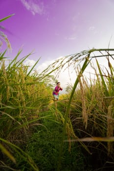 The yellowish rice field at the farm with the woman in a purple dress in it standing while visiting the rice field farm in the afternoon